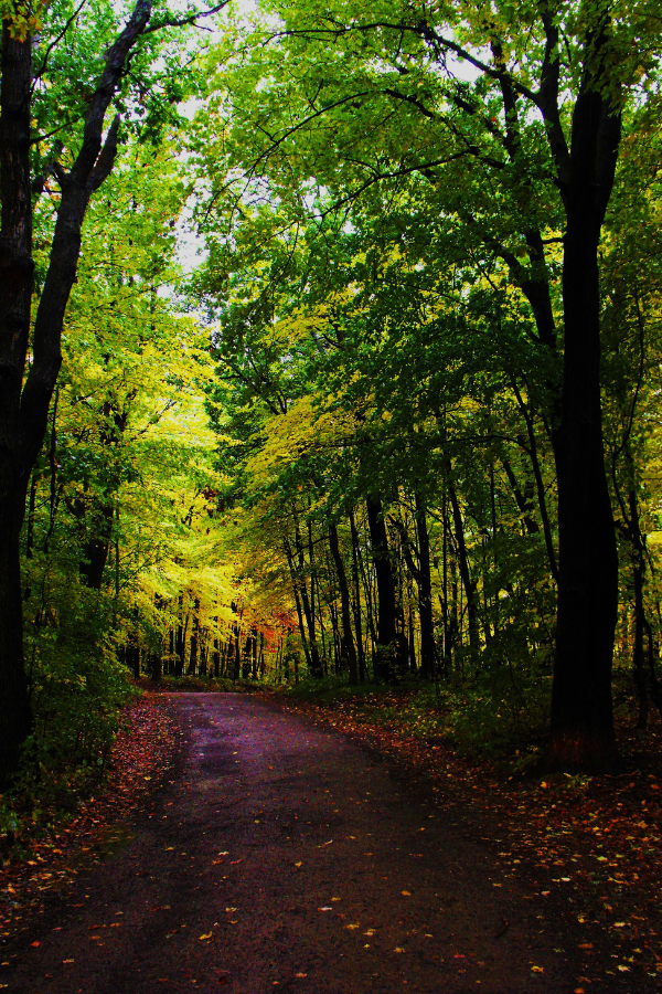 path in woods with tree canopy