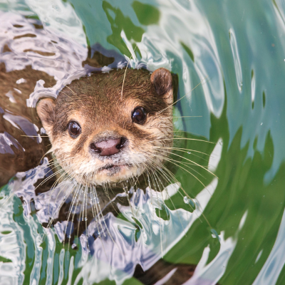 close up shot of otter swimming in water